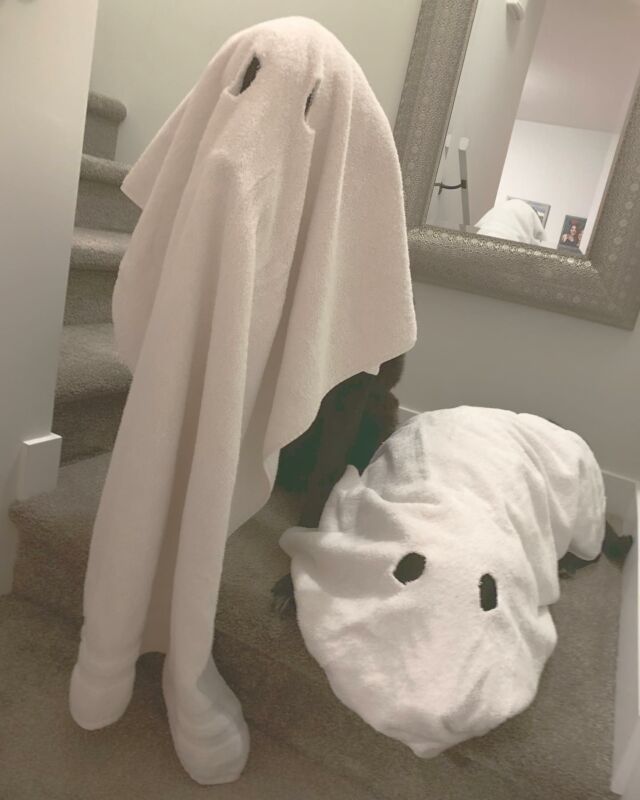 #ghostdog x 2
#happyhalloween